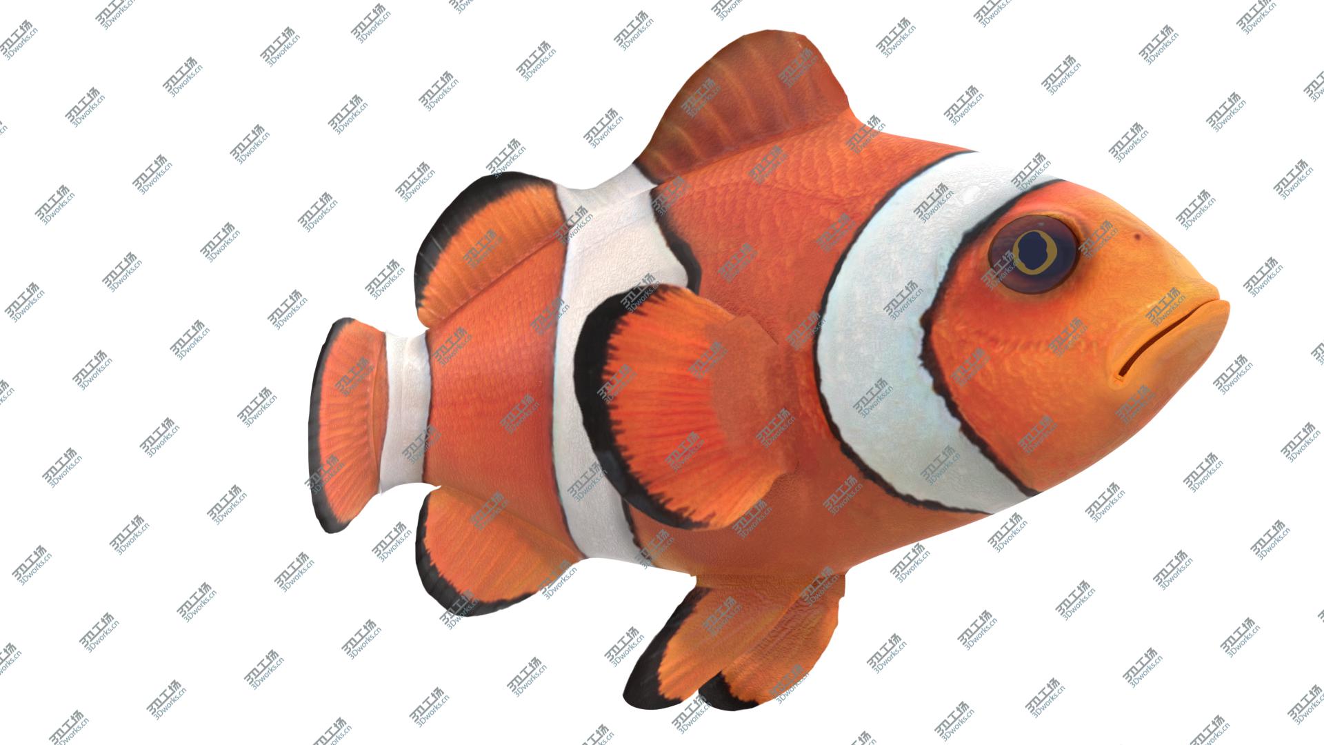 images/goods_img/2021040232/3D Clown Fish/3.jpg